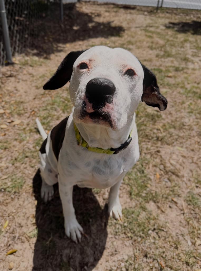 Ryder, Adoptable, Adult Female Mixed Breed.