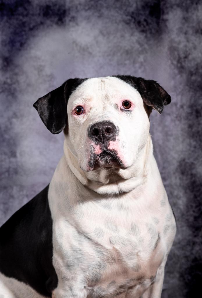 Ryder, a Adoptable Mixed Breed in Ocala, FL image 2/2