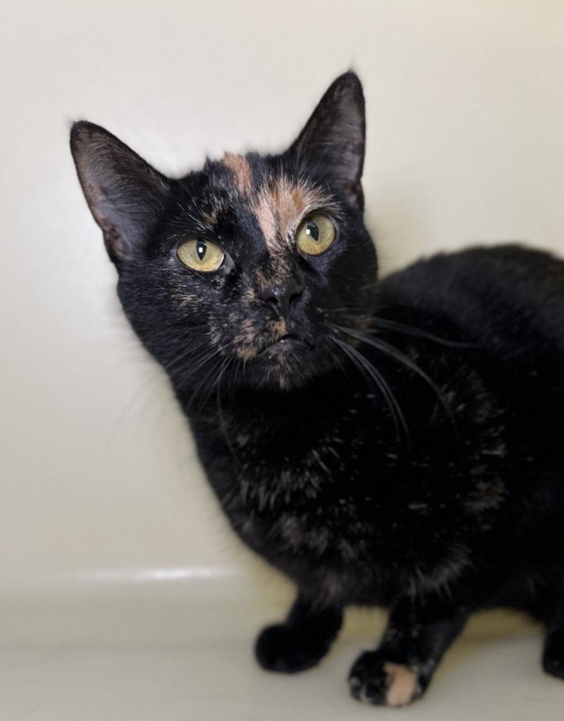 Stauber, Adoptable, Adult Female Domestic Short Hair.
