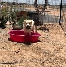 Xander, an adoptable mixed breed in Bernalillo, NM image 4/4