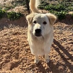 Xander, ADOPTABLE, Adult Male Golden Retriever.