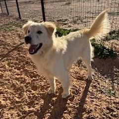 Enlarge Xander, an adopted mixed breed in Bernalillo, NM image 3/3