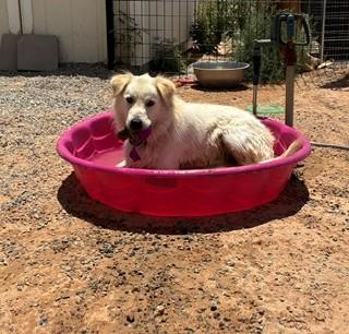 Xander, adoptable, Young Male Golden Retriever.