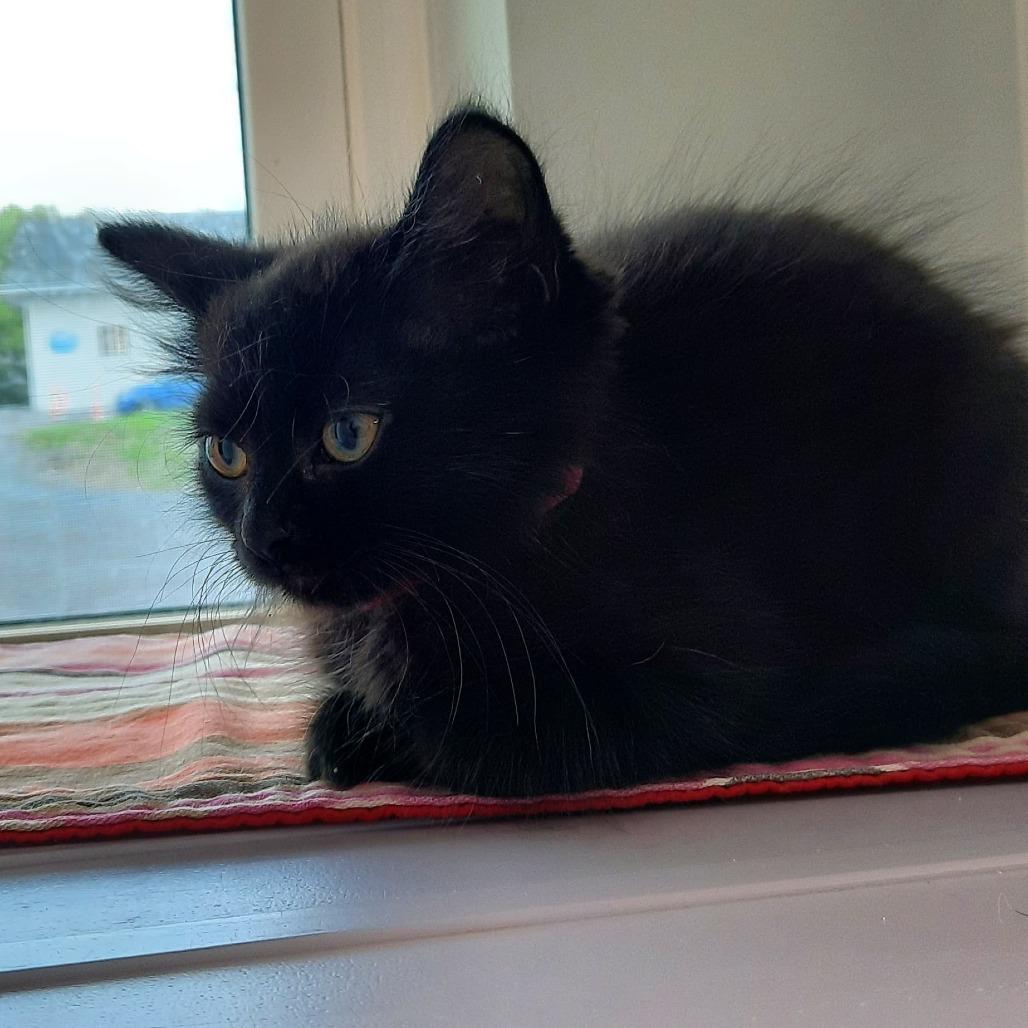 Enlarge Majika (Pink/ Purple collar), a Adoptable Domestic Medium Hair in Watertown, NY image 1/1