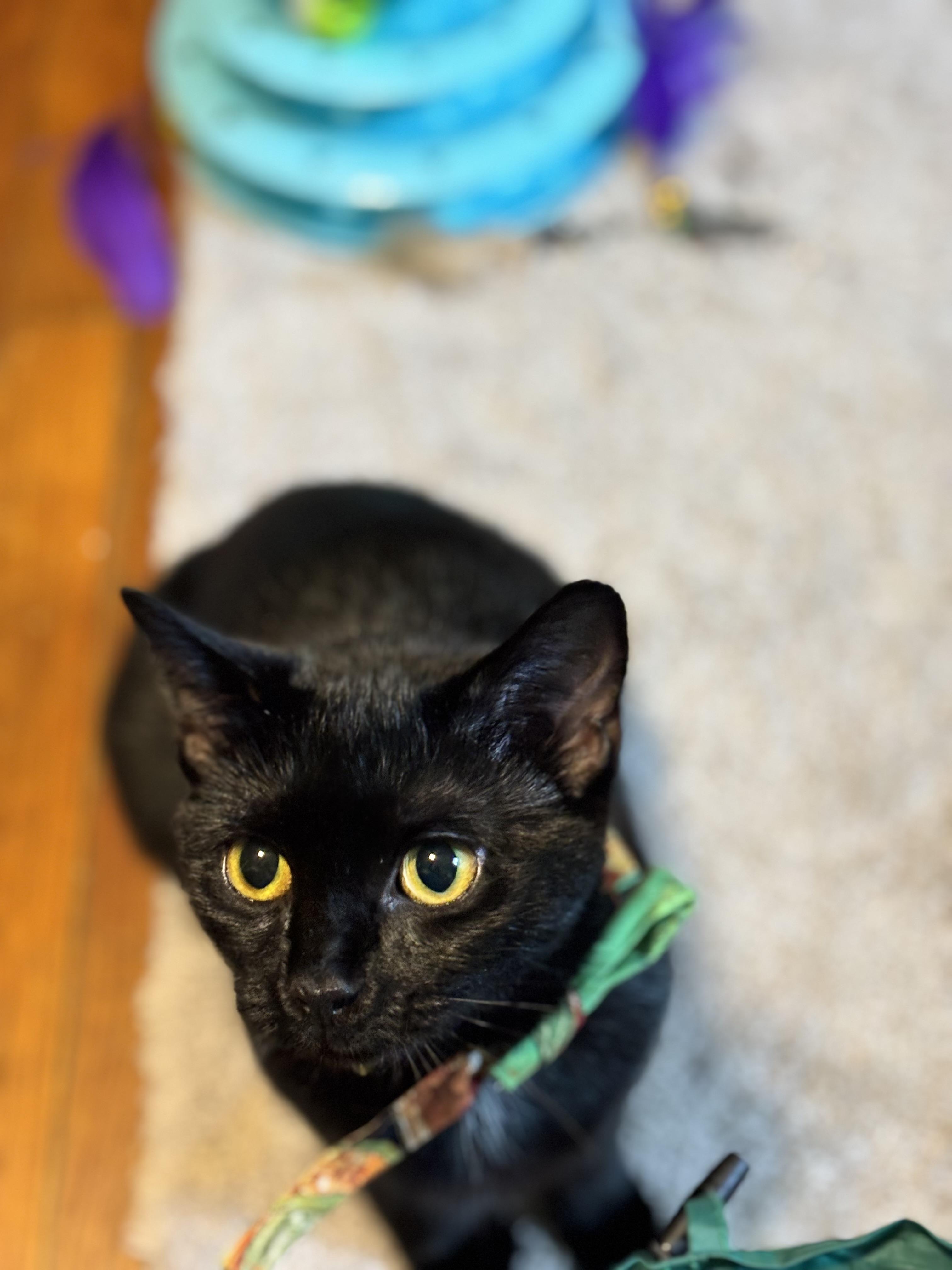 Enlarge Lilly, a Adopted American Bobtail in Springfield, MA image 5/6