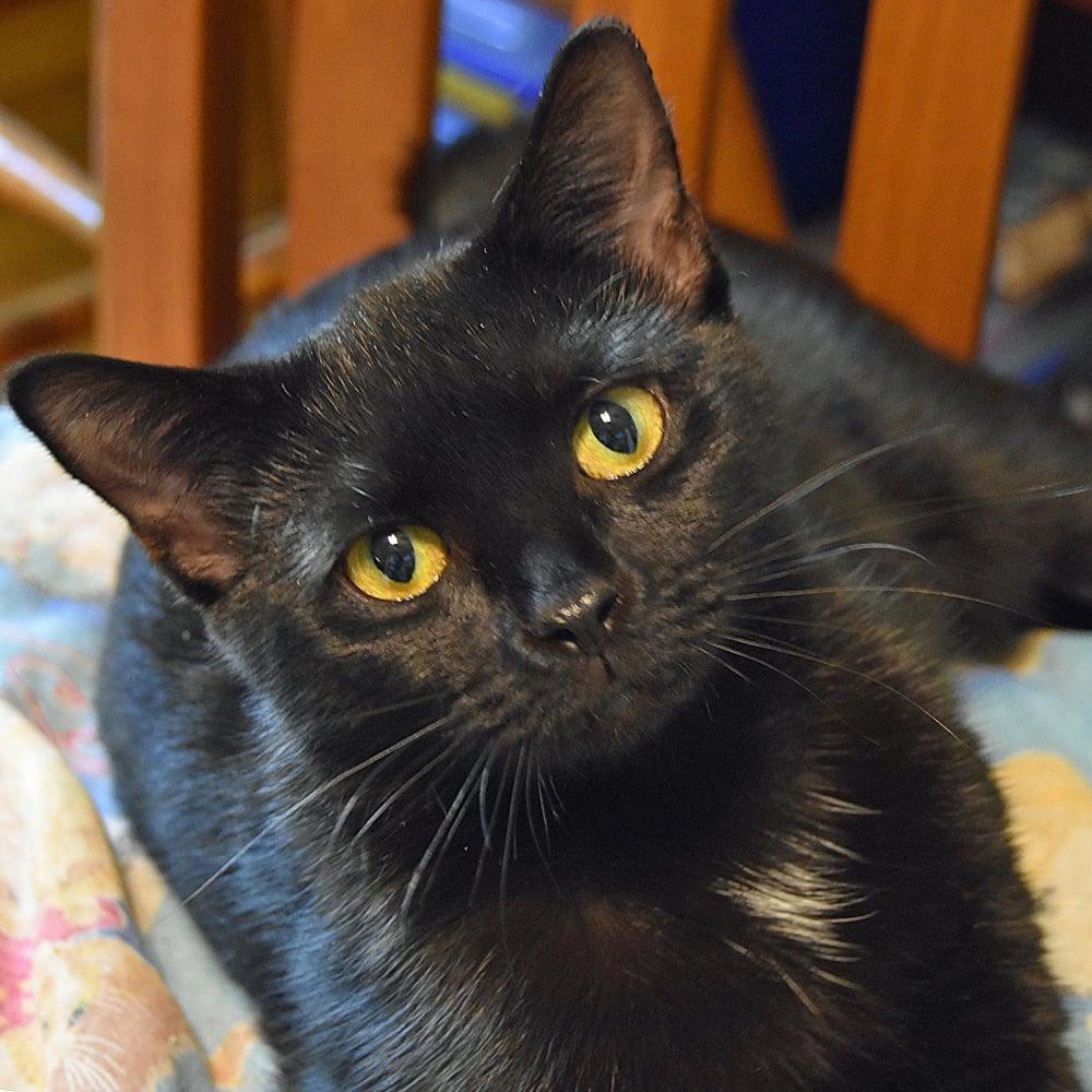 Enlarge Lilly, a Adopted American Bobtail in Springfield, MA image 1/6