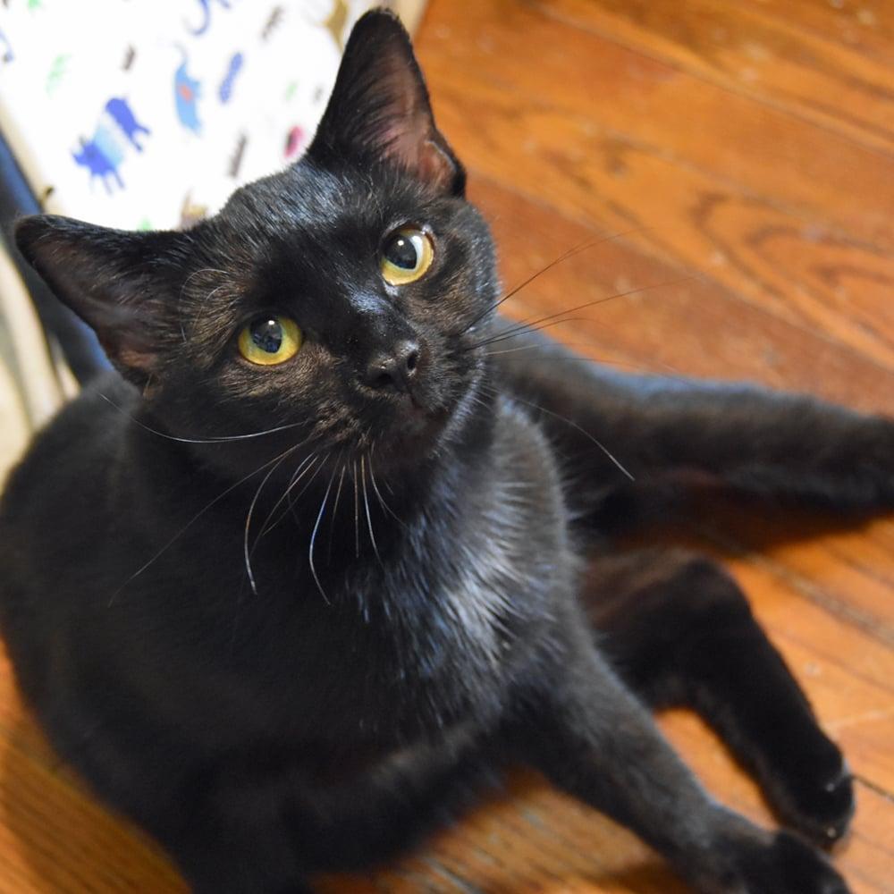 Enlarge Lilly, a Adopted American Bobtail in Springfield, MA image 2/6