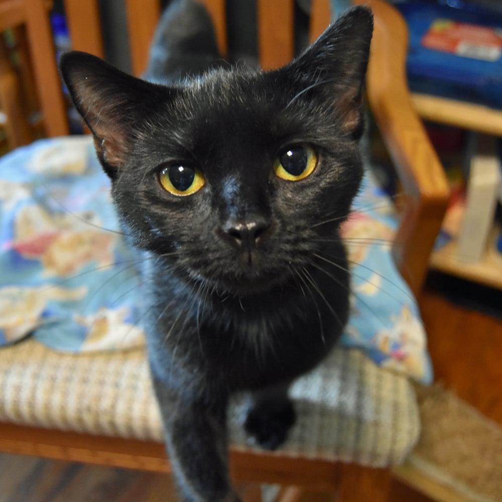 Enlarge Lilly, a Adopted American Bobtail in Springfield, MA image 3/6