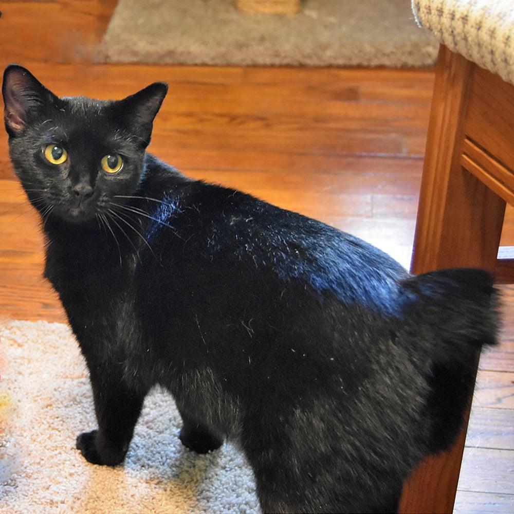 Lilly, Adopted, Young Female American Bobtail.