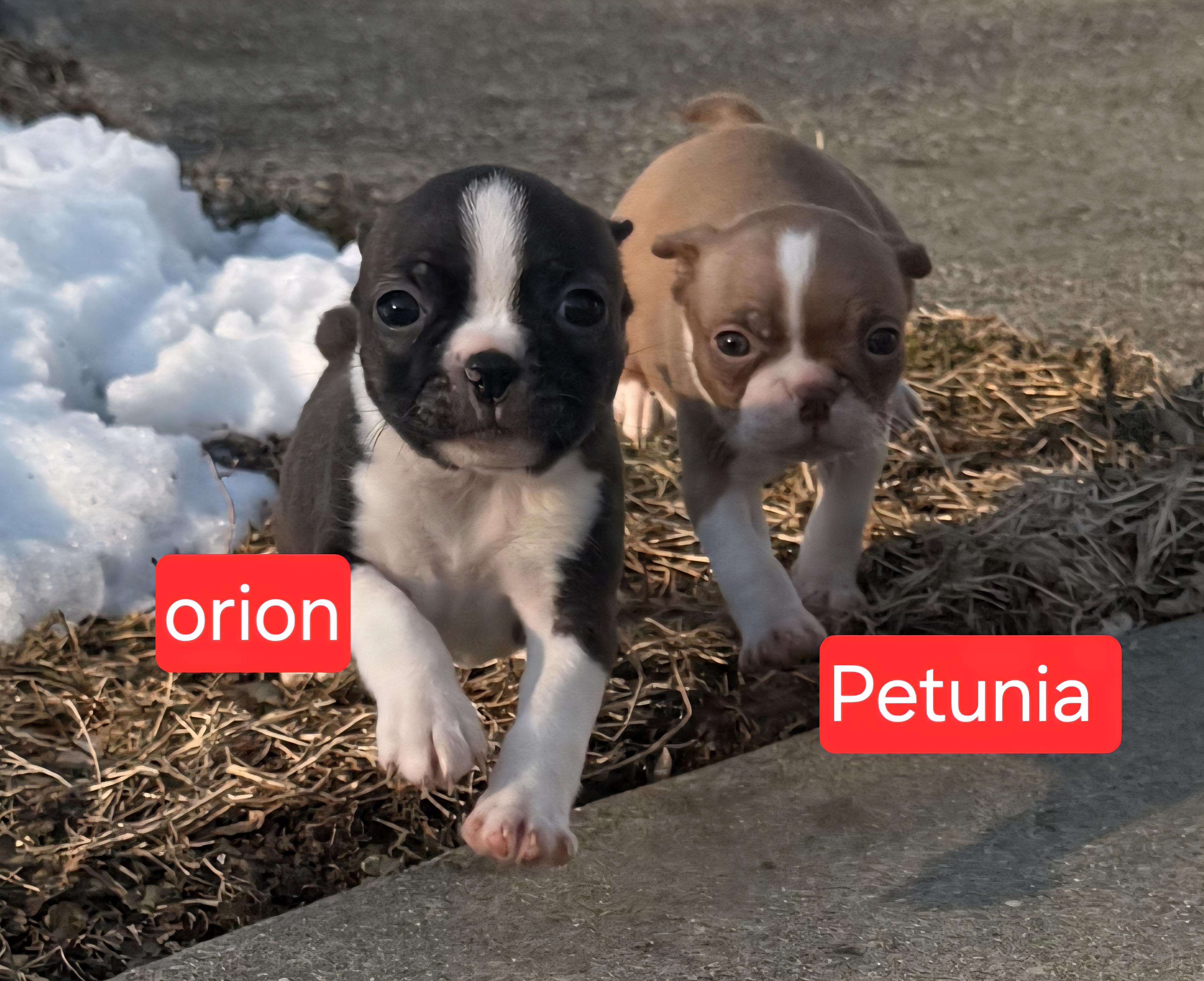 Enlarge Orion, a ADOPTABLE Boston Terrier in Ross, OH image 3/3
