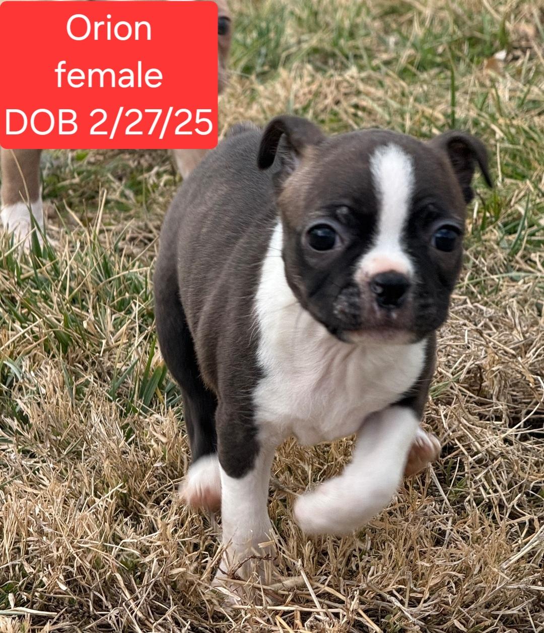 Orion, ADOPTABLE, Puppy Female Boston Terrier.