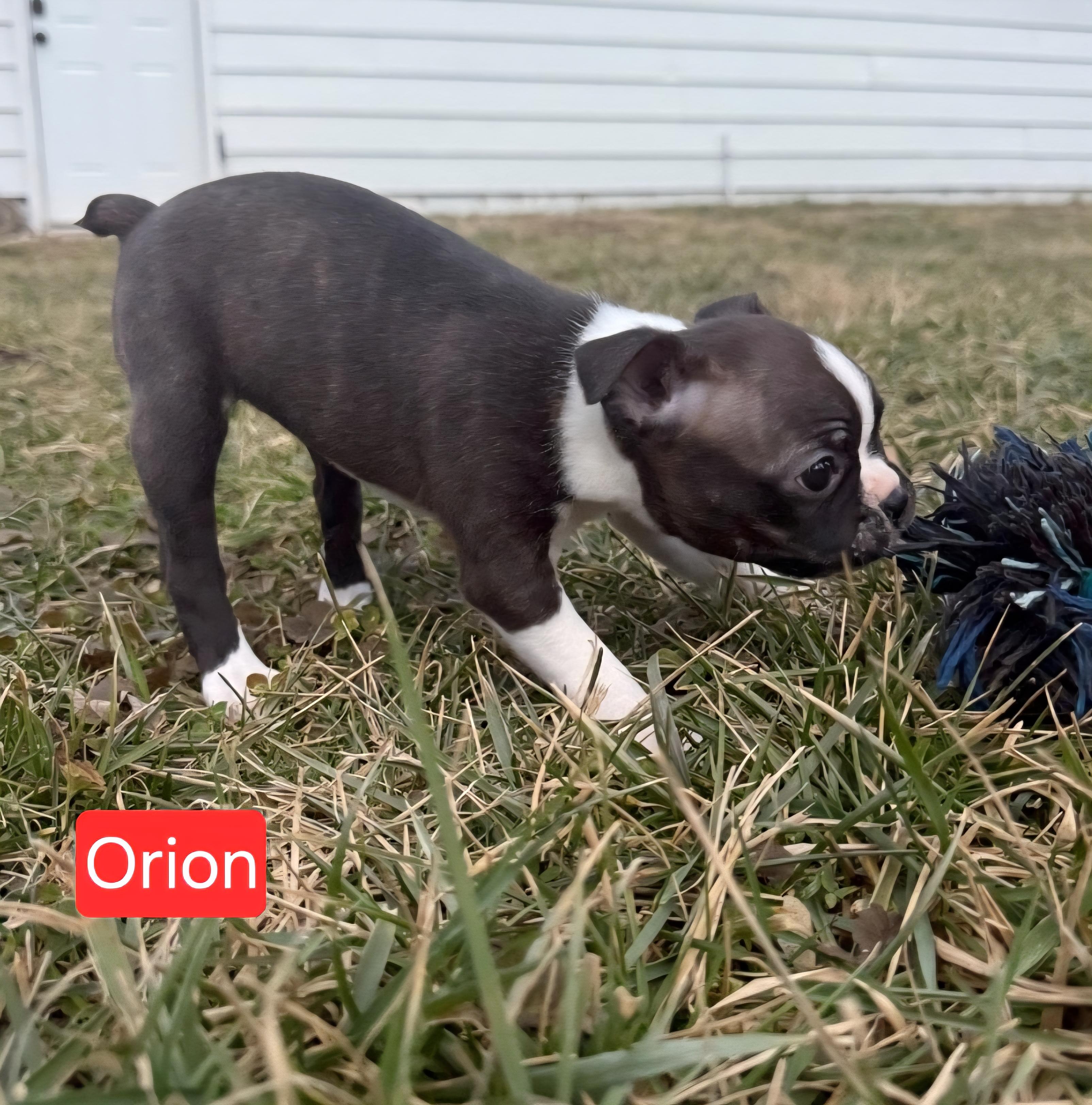 Enlarge Orion, a ADOPTABLE Boston Terrier in Ross, OH image 2/3