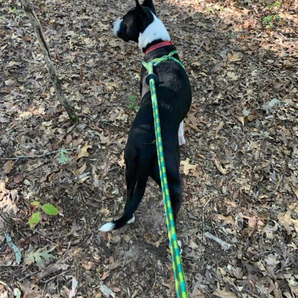 Sybil, Adoptable, Adult Female Collie & Mixed Breed.
