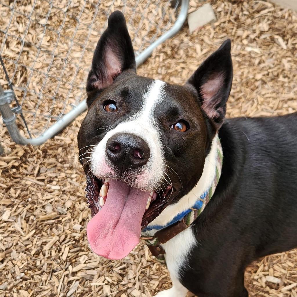 Enlarge Sybil, a Adoptable mixed breed in St. Louis, MO image 2/6