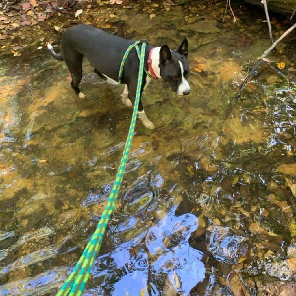 Enlarge Sybil, a Adoptable mixed breed in St. Louis, MO image 3/6