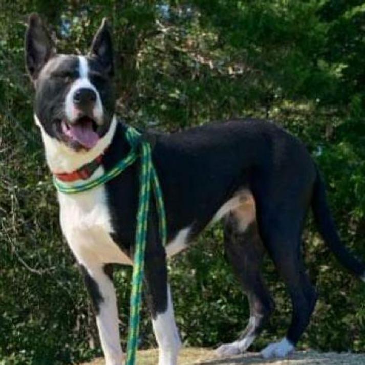 Enlarge Sybil, a Adoptable mixed breed in St. Louis, MO image 4/6