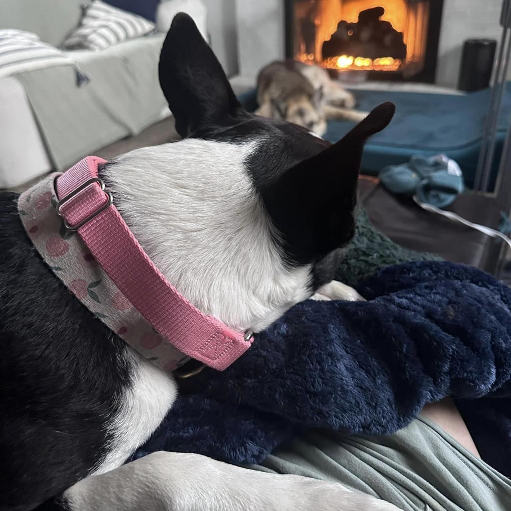 Enlarge Sybil, a Adoptable mixed breed in St. Louis, MO image 5/6