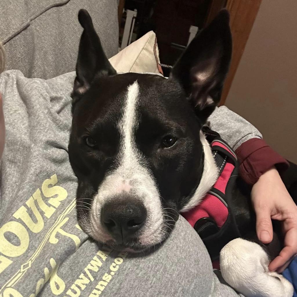 Enlarge Sybil, a Adoptable mixed breed in St. Louis, MO image 6/6