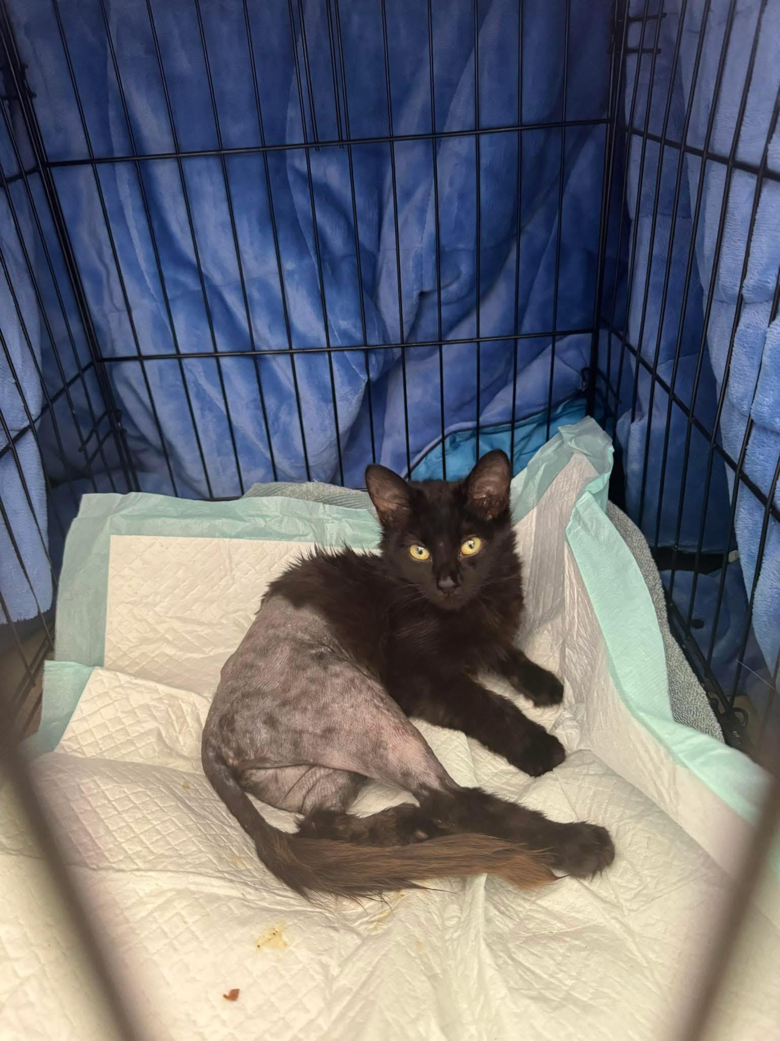 Enlarge Pepper, a Adoptable Domestic Medium Hair in Winder, GA image 1/1