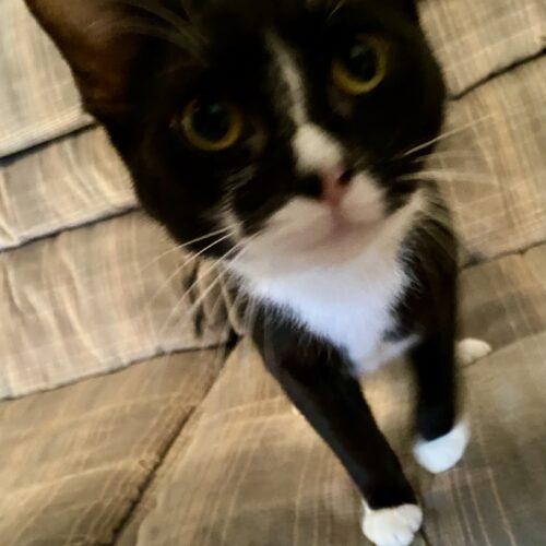 Cicada & Ladybug, Adoptable, Young Female Domestic Short Hair.