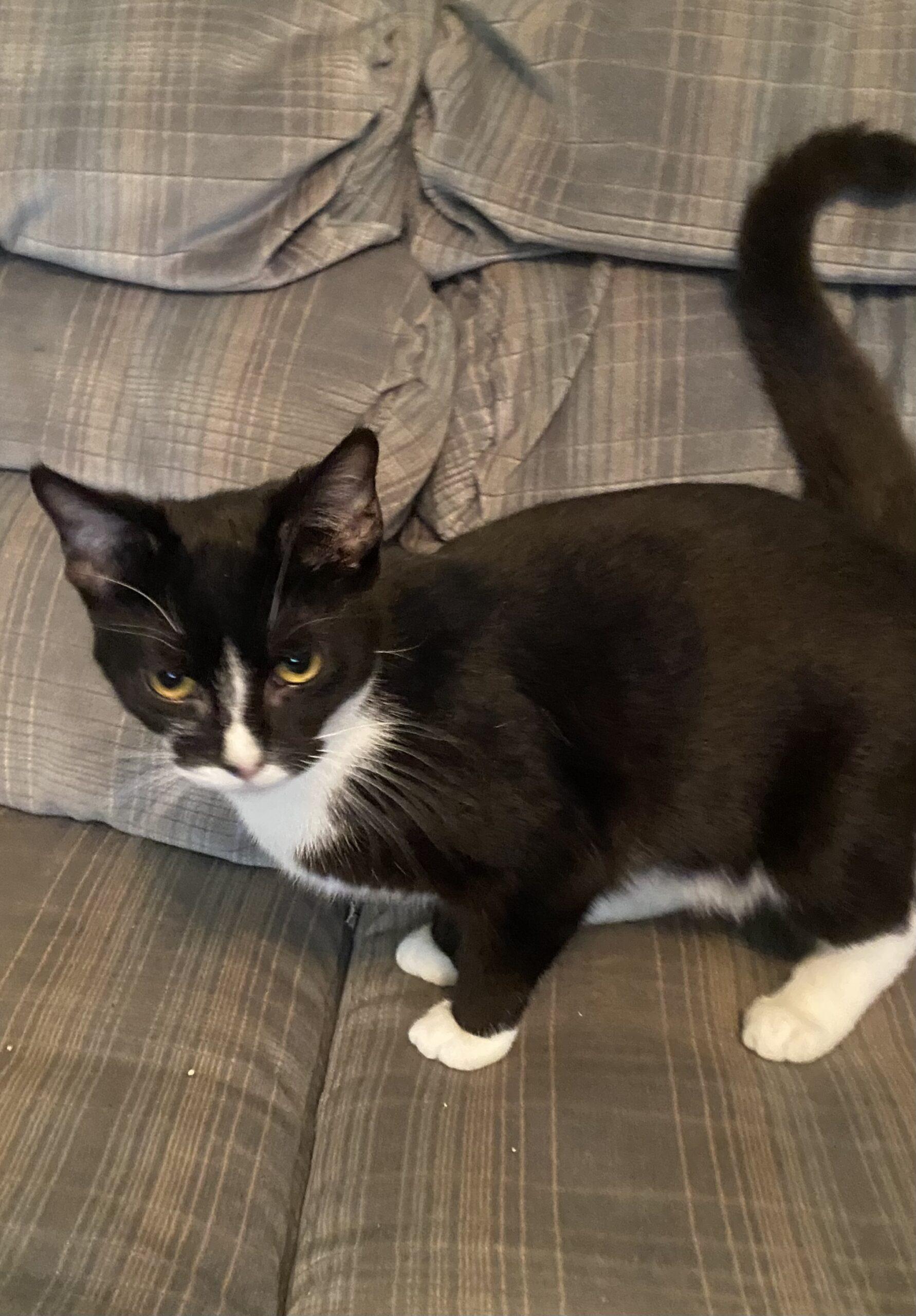 Enlarge Cicada & Ladybug, a Adoptable Domestic Short Hair in Seven Valleys, PA image 2/4