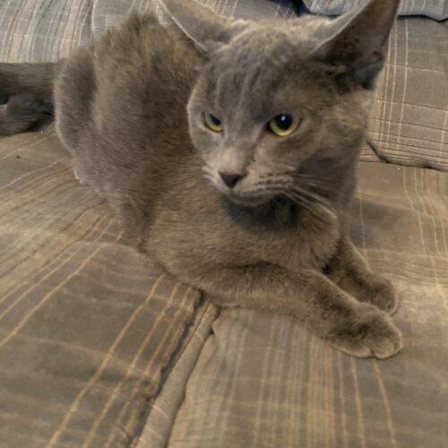 Enlarge Cicada & Ladybug, a Adoptable Domestic Short Hair in Seven Valleys, PA image 3/4