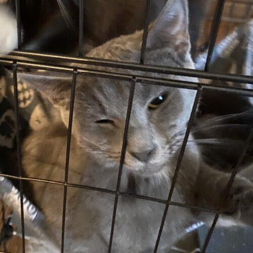 Enlarge Cicada & Ladybug, a Adoptable Domestic Short Hair in Seven Valleys, PA image 4/4