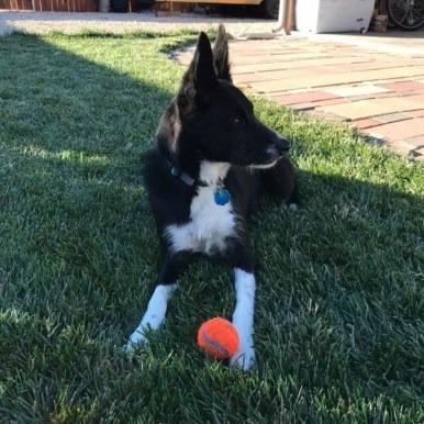 Ellie, Adoptable, Senior Female Mixed Breed.