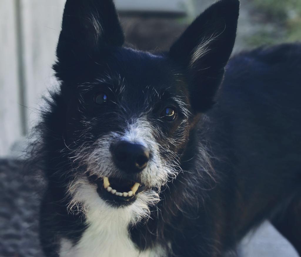 Ellie, a Adoptable mixed breed in Meridian, ID image 2/6