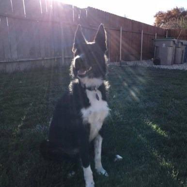 Enlarge Ellie, a Adoptable mixed breed in Meridian, ID image 1/6