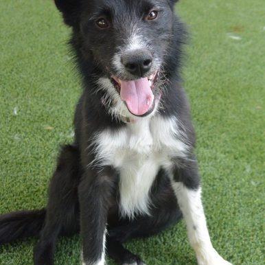 Enlarge Ellie, a Adoptable mixed breed in Meridian, ID image 2/6