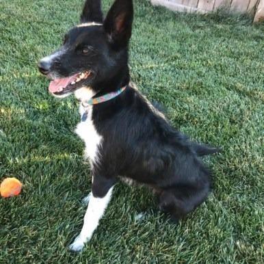 Ellie, Adoptable, Senior Female Mixed Breed.