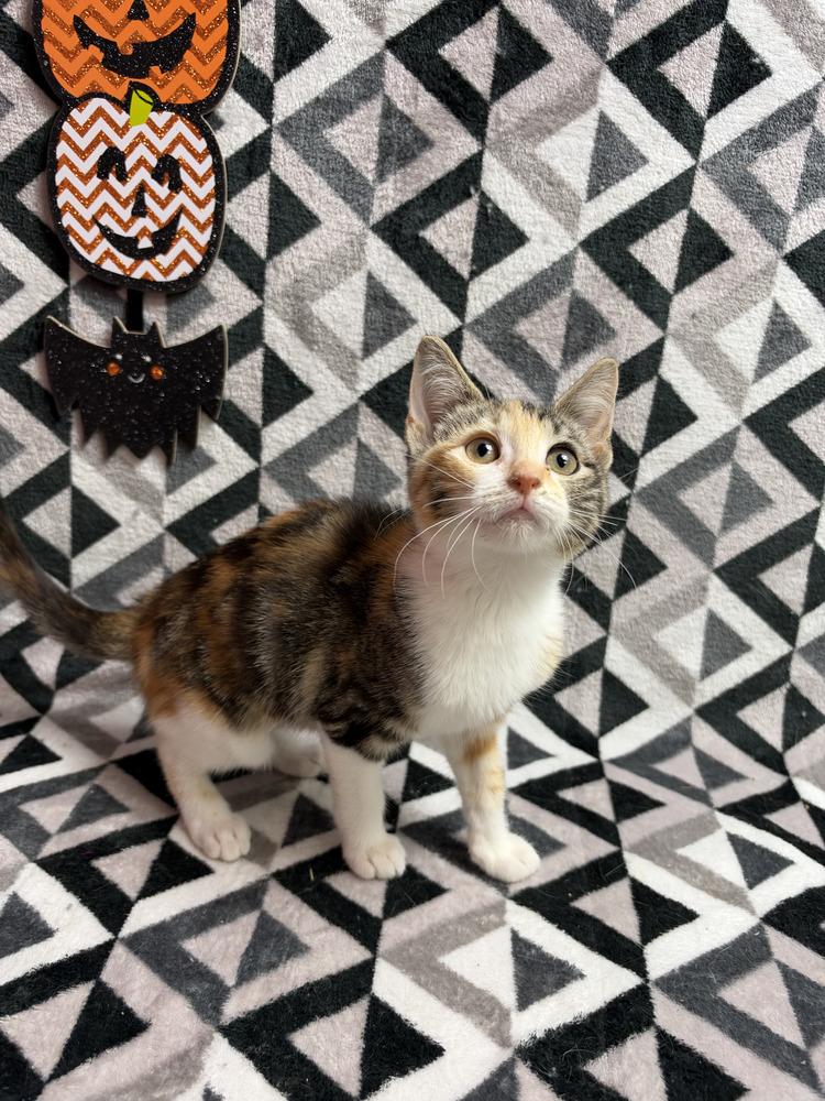 Chai, Adoptable, Kitten Female Domestic Long Hair.
