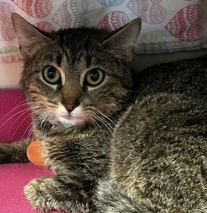Svedka, a ADOPTABLE Domestic Short Hair in Lansing, MI image 3/3