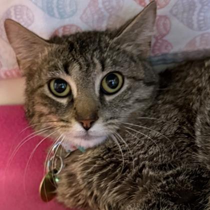 Svedka, a ADOPTABLE Domestic Short Hair in Lansing, MI image 2/3