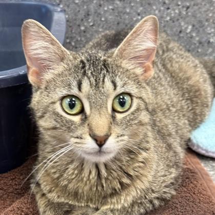 Svedka, a ADOPTABLE Domestic Short Hair in Lansing, MI image 1/3
