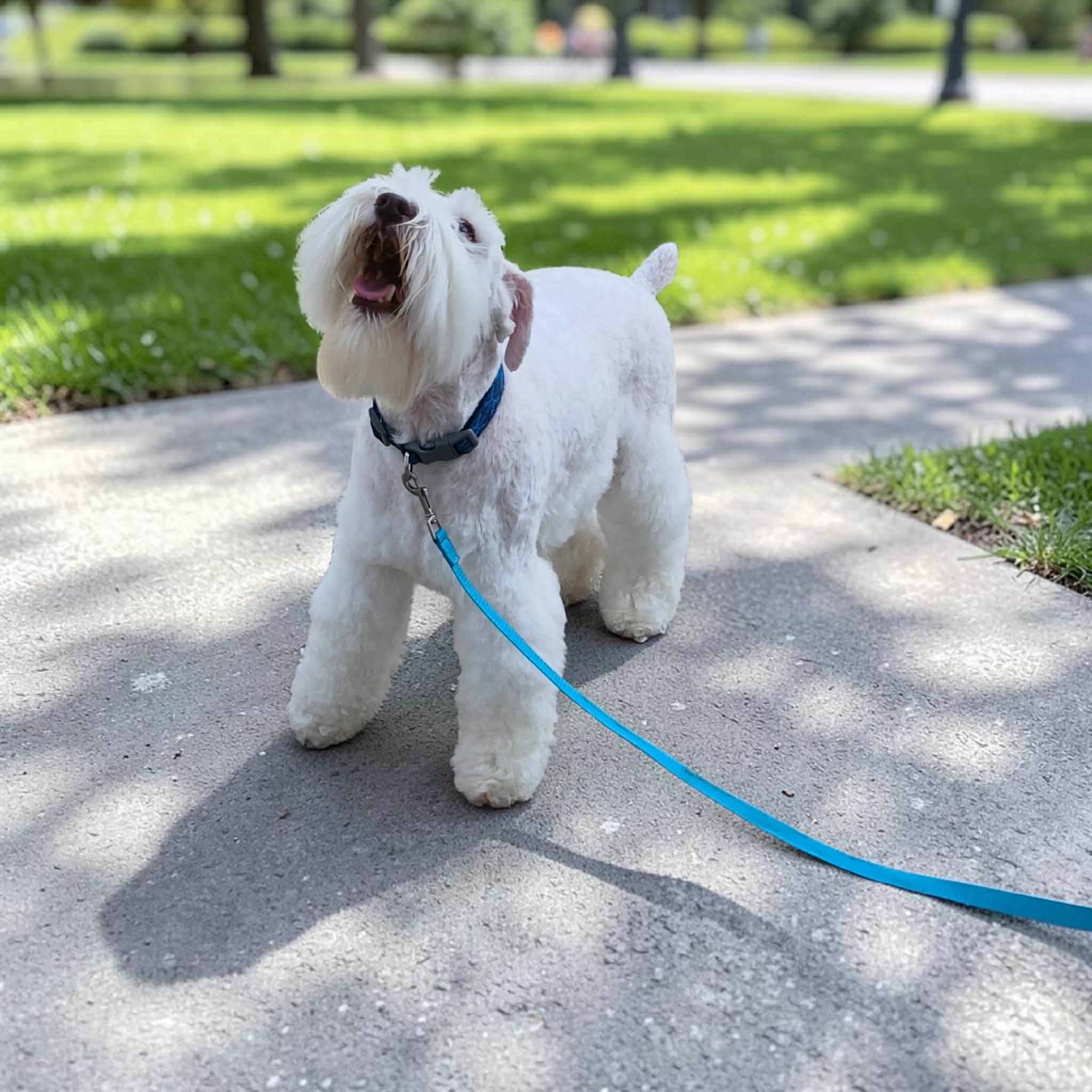 Johnny Cash, an adopted Miniature Schnauzer in Lexington, KY image 2/2