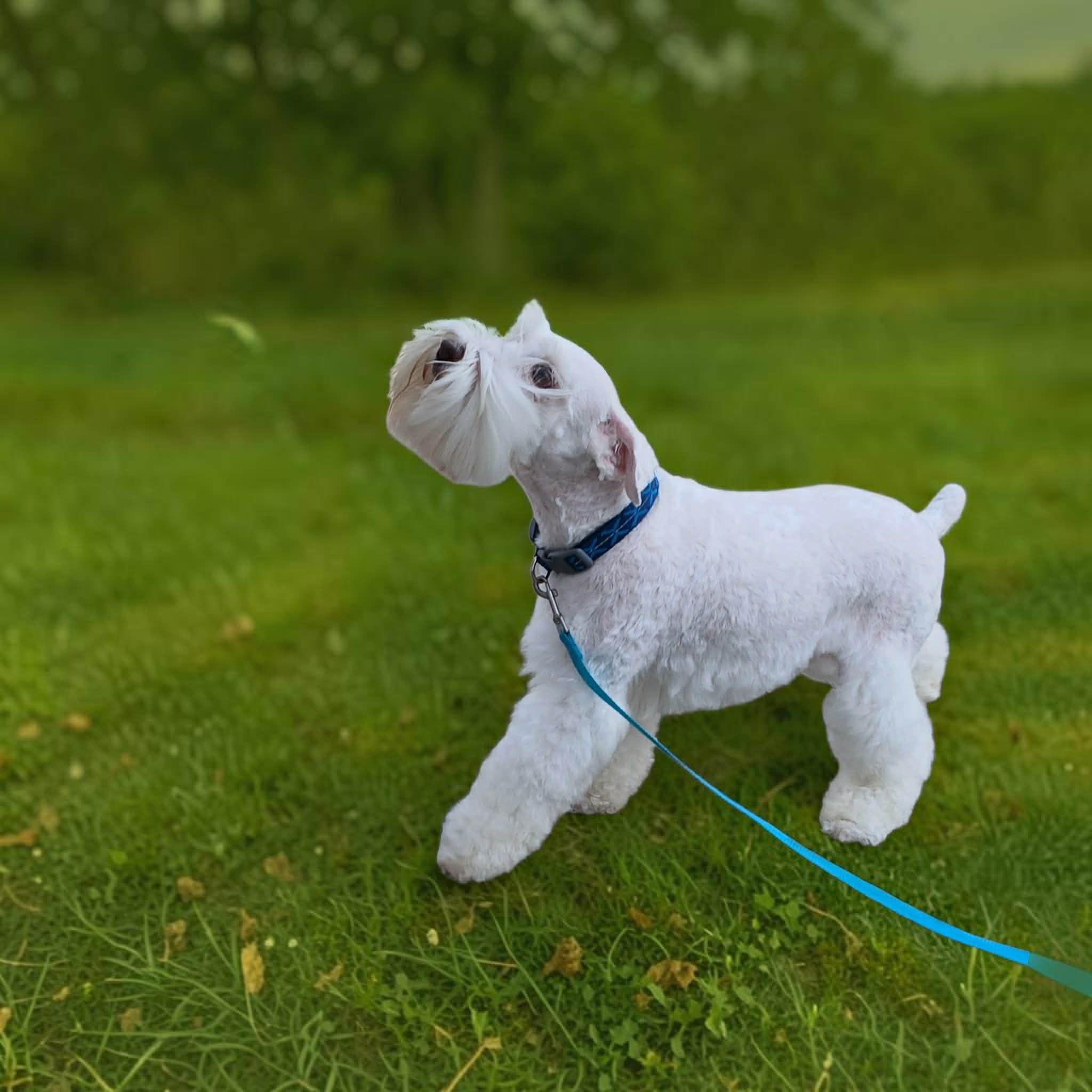 Johnny Cash, adopted, Adult Male Miniature Schnauzer.