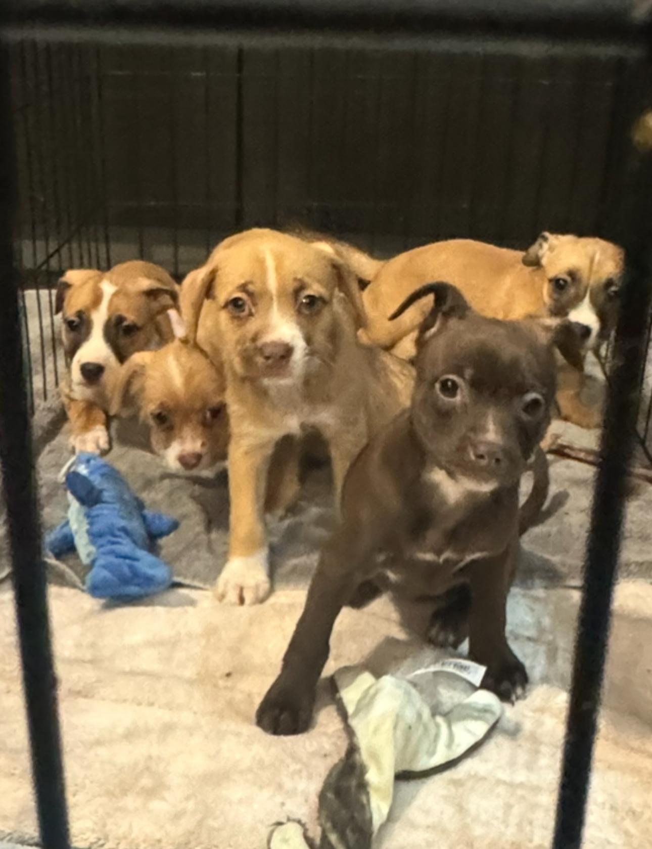 Enlarge Fiona, a Adoptable mixed breed in Los Angeles, CA image 2/5