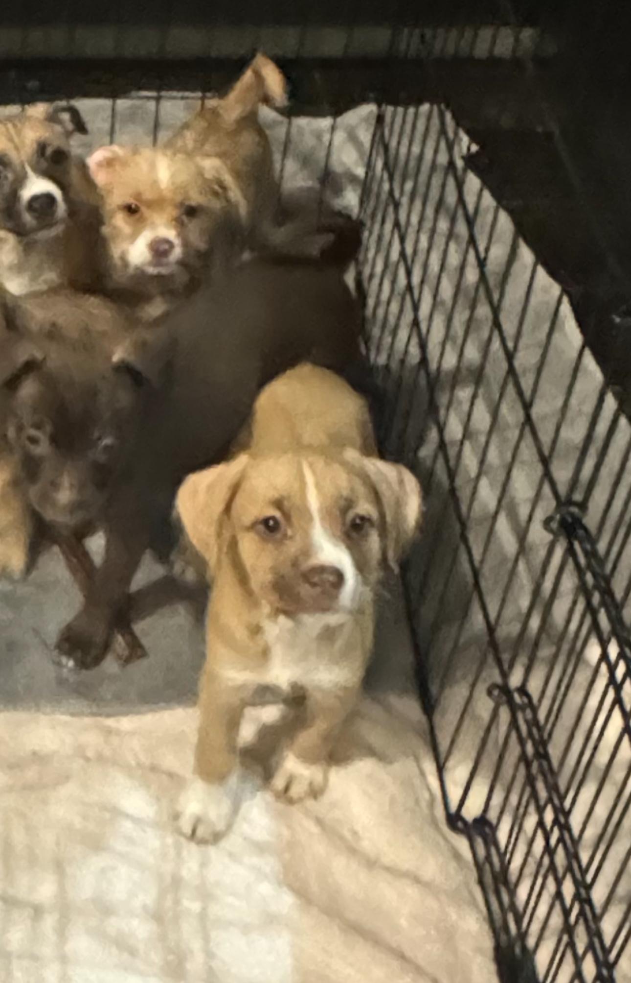 Enlarge Fiona, a Adoptable mixed breed in Los Angeles, CA image 4/5