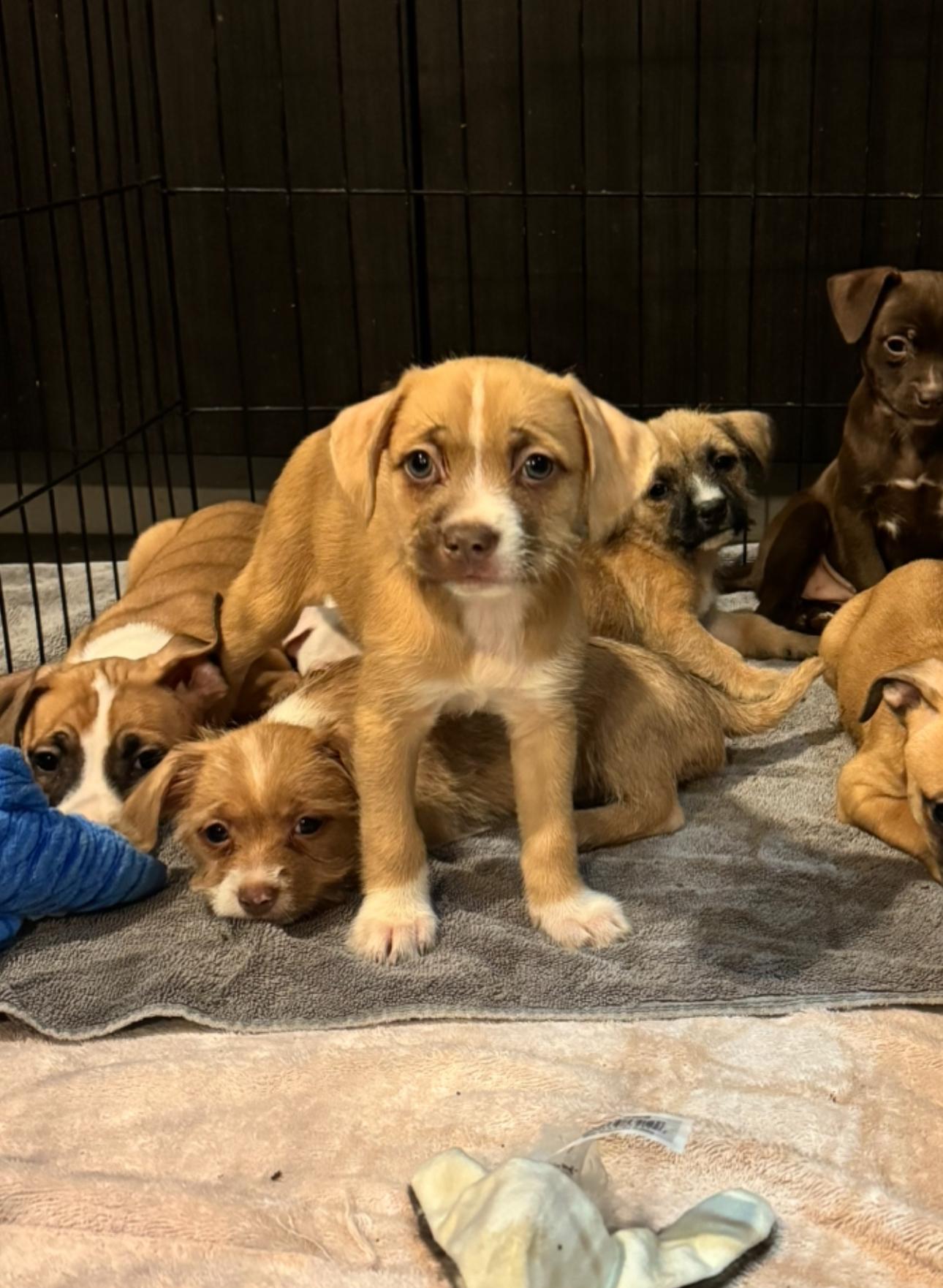 Fiona, Adoptable, Puppy Female Chihuahua.