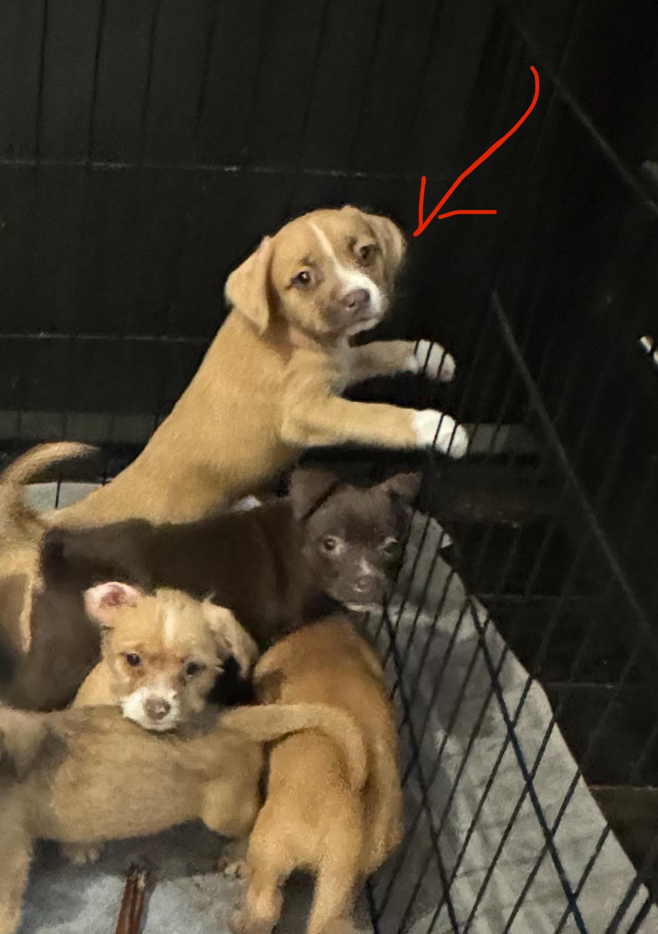 Enlarge Fiona, a Adoptable mixed breed in Los Angeles, CA image 5/5