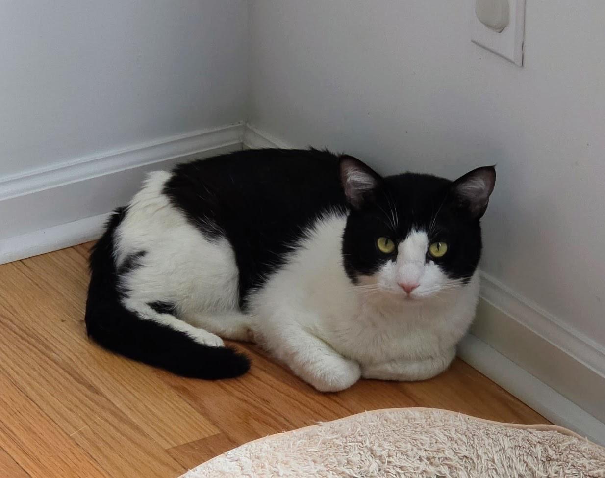 Enlarge Oreo, a Adoptable Domestic Short Hair in Johnson City, TN image 3/3