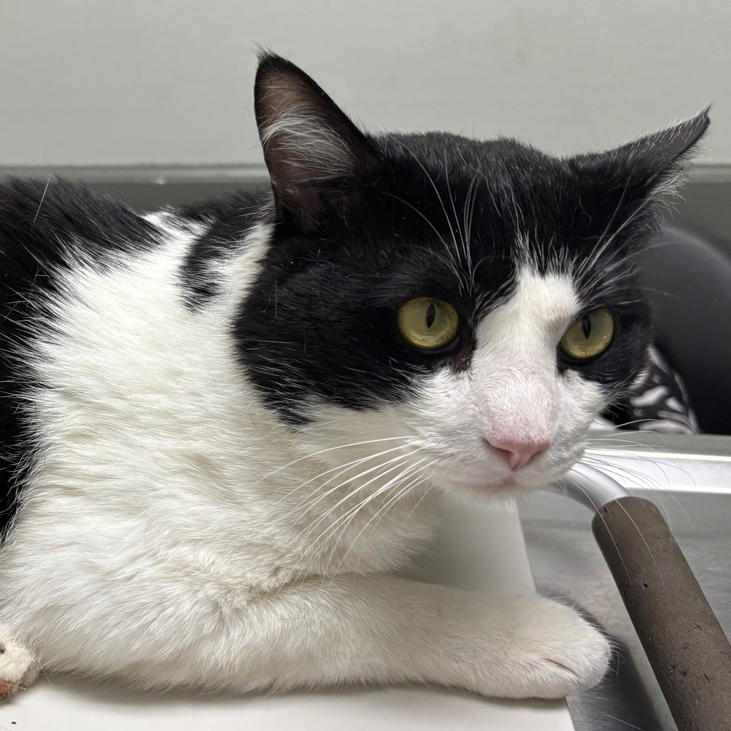 Oreo, a ADOPTABLE Domestic Short Hair in Johnson City, TN image 2/2