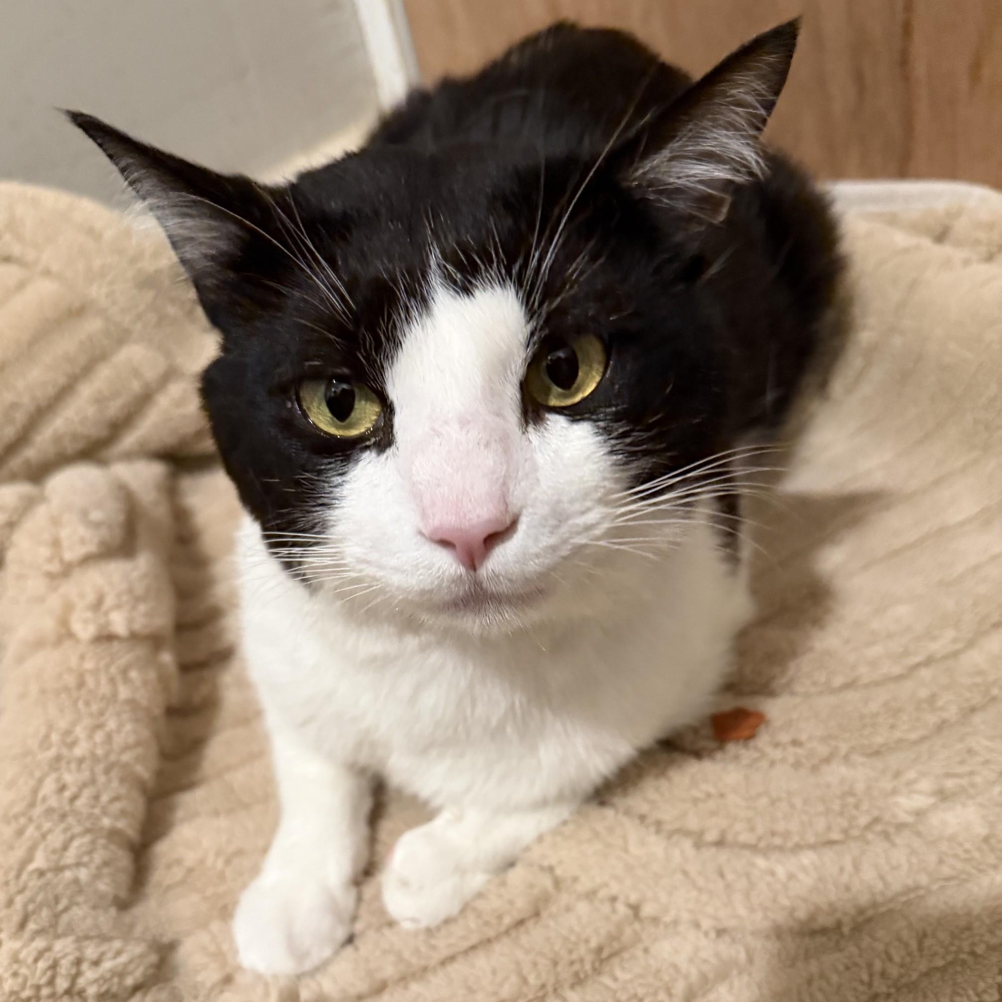 Oreo, ADOPTABLE, Young Male Domestic Short Hair.