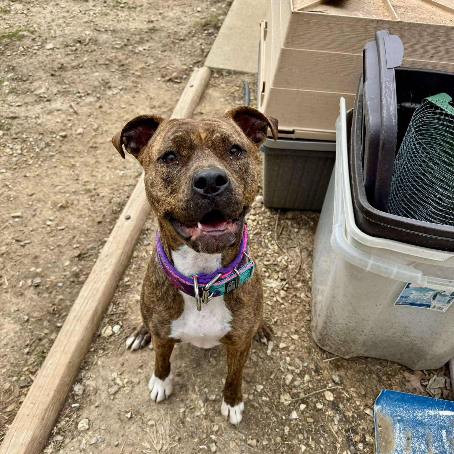 Enlarge Penny Primadona, a Adoptable mixed breed in Quincy, IL image 2/6