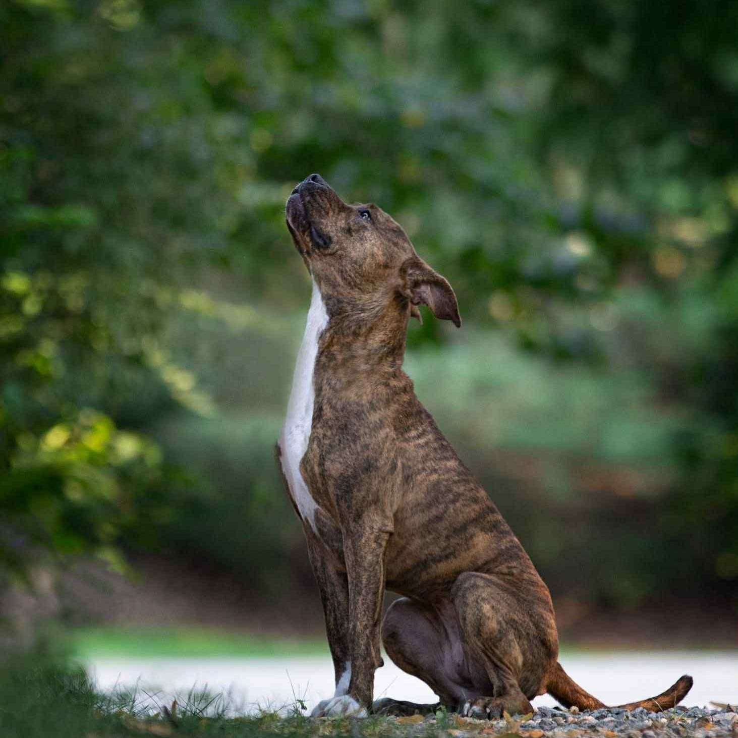 Penny Primadona, Adoptable, Adult Female American Staffordshire Terrier.