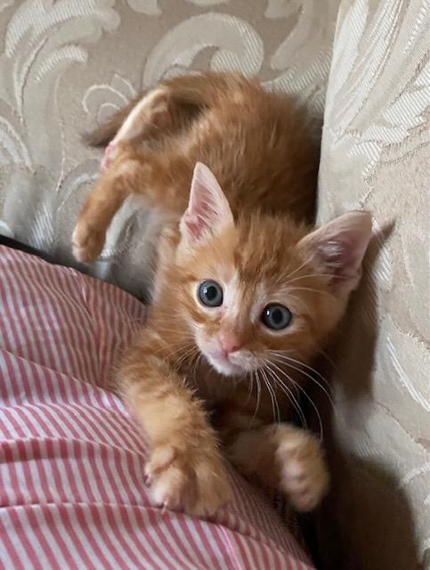 Bailey and Bronco, Adopted, Kitten Male Domestic Short Hair & American Shorthair.