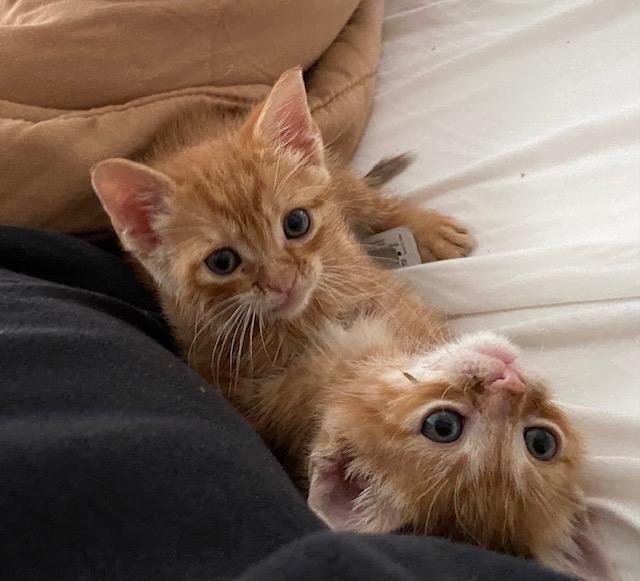 Bailey and Bronco, a Adopted mixed breed in Carrollton, TX image 2/2