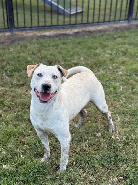 BUTTER, Adoptable, Adult Male Australian Cattle Dog / Blue Heeler & Mixed Breed.